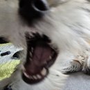 퍼피로비 이미지