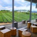 설록차전시관 이미지