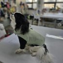 반려동물패션디자이너첫걸음 이미지