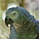 앵무새 이미지