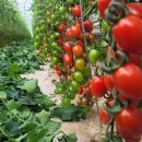 부여군농업기술센터 | “돈 되는 스마트팜 농업은 제게 힐링이죠” 부여 ICT 스마트팜 청년농부 임희세 대표