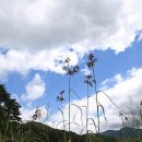 (주)산야초로 이미지