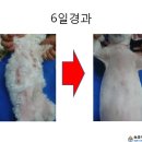 애견종합병원 이미지