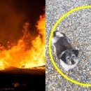 이웃집 댕댕이 이미지