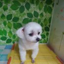 채리애견샵 이미지