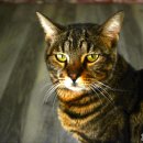 언제나고양이 이미지