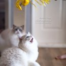 랙돌캐터리 이미지