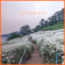 부안 여행 변산 가볼만한곳 마실길 2코스 데이지 꽃밭(ft : 주차장, 변산해수욕장 조개잡이)