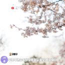 서울항동유치원 | 서울 구로 벚꽃 명소 항동 푸른수목원 공원 피크닉 봄 나들이