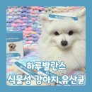 댕댕이 머리하는 날 | ‘제이원피앤지 하루발란스’ 노령견 붕붕이가 추천하는 강아지유산균 솔직후기!