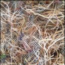 우슬농장 | 우슬뿌리 효능 자연산 우슬차 먹는법