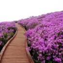 지리산촬영지 합천 황매산 철쭉 봄데이트 꽃구경 경남 오토캠핑장 이미지