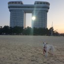 봄날애견 이미지