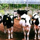 순영목장 이미지