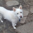 별똥별 채집소 | [제주여행] 구좌 하도리 감성독채숙소 <별똥별채집소> 숙박후기