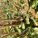 김동일농장 이미지