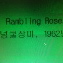 Rambling rose 자막영상-도현 이미지