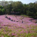 철쭉동산 이미지