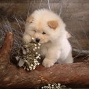 차우차우 강아지 분양합니다 멍멍멍멍멍멍 이미지