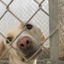 pet for you 이미지