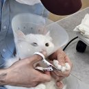 고양이 미용실 방울선생 이미지
