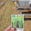 선정자농장 | 강동구 도시텃밭 개장 위치 주차 얼갈이 상추 심기 초보 텃밭 도전