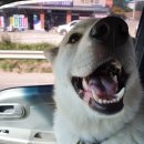 참좋은동물병원 이미지