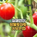 벌가네과일야채 - 수원시 팔달구 중부대로 194 | 아이와 방울토마토 키우기! 실패 없이 모종 심기부터 수확까지 키우는 방법