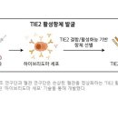 ■ 암 패혈증 등에서 혈관 정상화하는 항체 개발 이미지