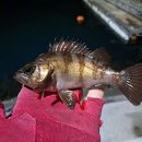 나포리횟집 이미지