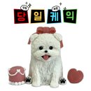 도크도크 | 리뷰가 증명하는 은평구 강아지 케이크 맛집 &#39;도크도크&#39; BEST 케이크 후기