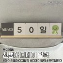 네이쳐 위클리 | 마리데(마이리틀데이지) 신생아 디데이달력 사용후기