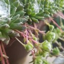 허준약초골 이미지