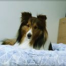 라이펙스 이미지