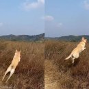 똥꼬발랄 이미지