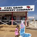 솔이농장 | 샌디에이고 딸기체험 추천, 아이랑 가기 좋은 칼스배드 딸기농장 솔직 후기