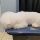 삐삐 펫살롱 이미지