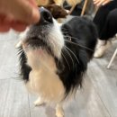 복돌이애견 | 보더콜리 복돌이와 눈누 수원역 애견유치원 멍스스쿨 후기