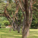 속리산조각공원 Daum카페