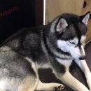 맨앤독 애견카페 | [강아지유치원/김해 애견카페 김해 맨앤독] 강아지를 안심하고 맡길 수 있는 김해 맨앤독 후기, 요금표