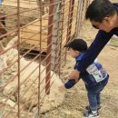 진달래목장 이미지