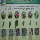 참나무 6종 구분 (상수리,굴참,떡갈,신갈,갈참,졸참) 이미지