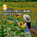 개화2리마을회관 | 충남 해바라기 명소 서산 용장천과 하솔마을 현재 개화상황과 하루코스 여행지