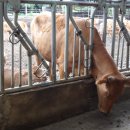 양지축사 이미지