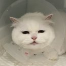 압구정 동물의료센터 이미지