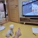 홈즈펫타운 이미지