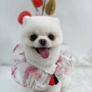 단비네펫살롱 이미지