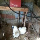 길원농장 이미지