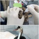 광주광역시야생동물구조관리센터 이미지