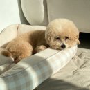 감성있개 이미지